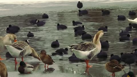 Duck and Goose video | Animals Video | Birds