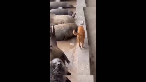 Funny animal video