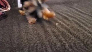 Adorable Yorkie plays with her food in the funniest way