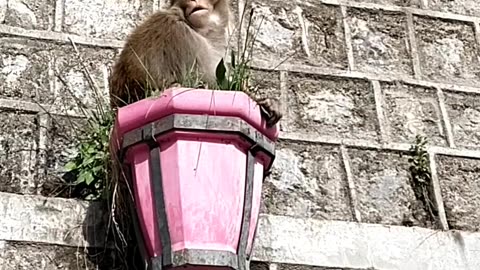 Monkey Enjoying Carrot