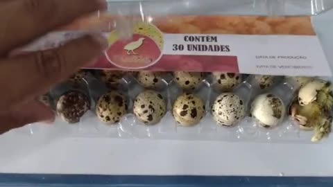 Four quails hatched inside a plastic carton at a supermarket in Brazil