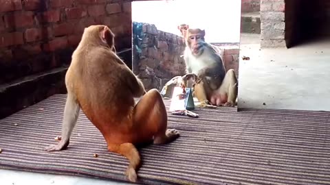 Funny animal video