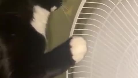 the cat sharpens its claws..... with a fan)))Cool video