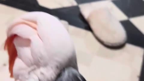 Misha's Playtime Show: A Moluccan Cockatoo's Dramatic Fetch and Greetings