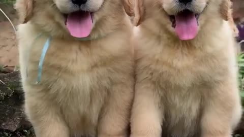 Fluppy Golden Retrievers