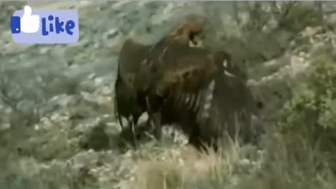 Golden Eagle Vs Fox Hunting Wild Life