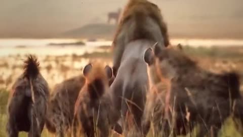 Lions VS hyenas