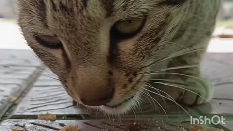 Cat 😺 eating biscuits