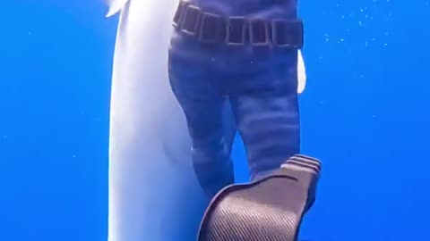 Very close encounter tiger shark!