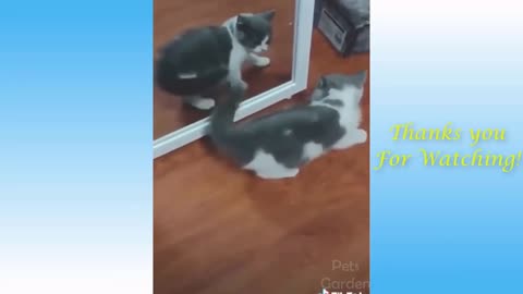 Cute Kitties At Play Will Make You Smile and Make Your Day!