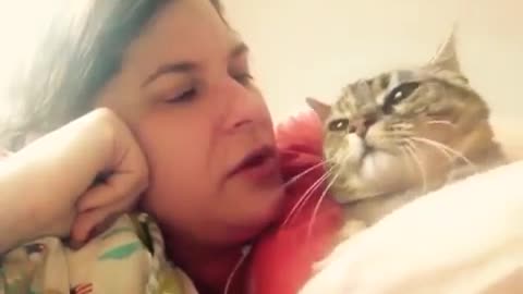 Cute cat talking for kiss