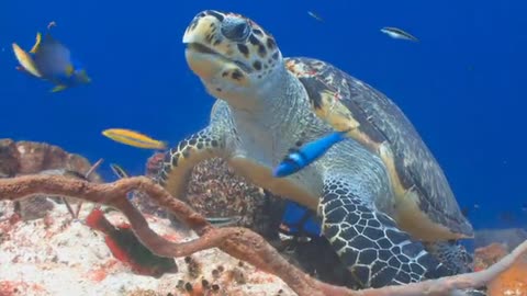 peixe e tartaruga juntos