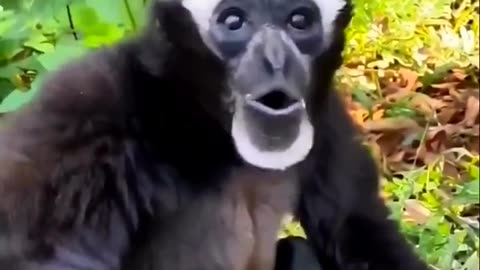 animal monkey video