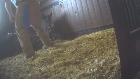 Undercover Horses Abused at Top Training Barn
