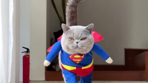 Supercat walks