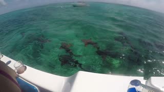 Shark Ray Alley Hol Chan Marine Reserve Belize