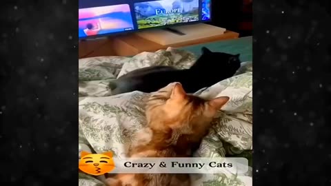 Dog vs. Cat Showdown 😂🐱 Funny Scenes You Won't Want to Miss 😹🐶