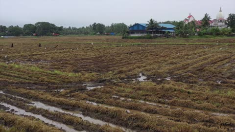 Kuttanad - the Rice Bowl of Kerala