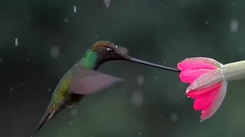 Beautiful humming bird