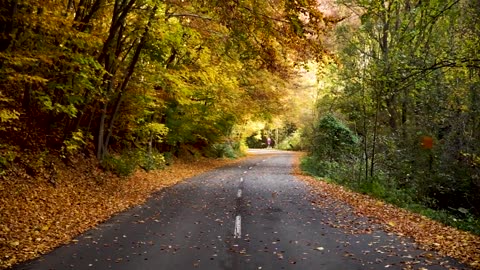 Road Nature