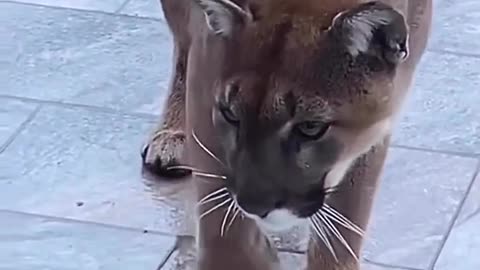 Domestic cat attack mountain lion 😳😨