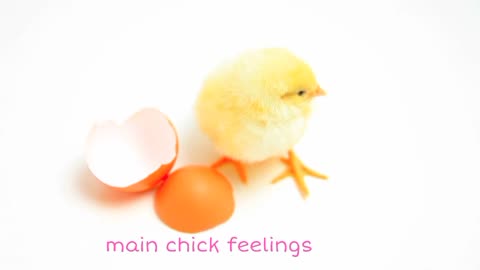 Cute chick feelings