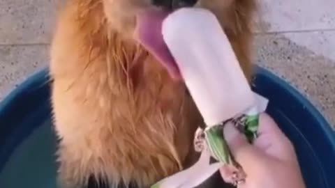 Funny Dog Eating Ice Cream Video
