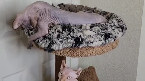 Sphynx female kitten and Elf male kitten😺😍