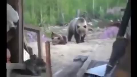 Three workers record their last moments before being killed by a brown bear.