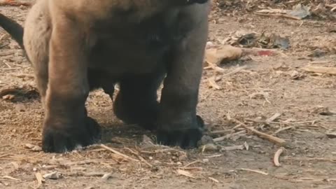 Super guilty pup hilariously looks to mom for help