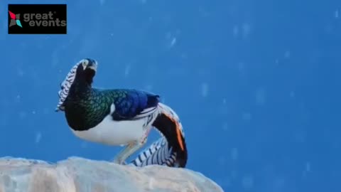 Lady Amherst's pheasant (Chrysolophus amherstiae)