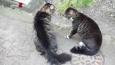 Cats talking funny cats