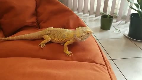 Bearded Dragon Jumping off Sofa | Cute Animal/Pet/lizard