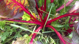 Helps Maintain Healthy Brain Swiss Chard Sept 2022