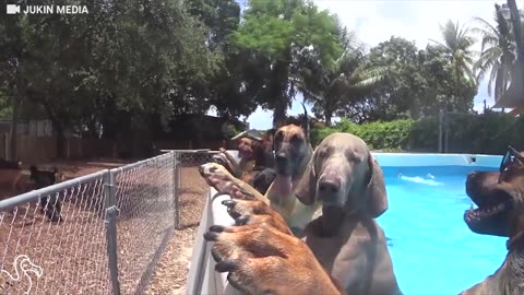 Dog Throws Pool Party For All His Friends