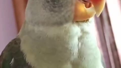 A cute parrot 🦜🦜🐦🦜🦜 taking