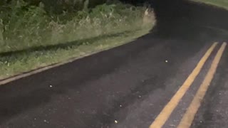 Baby Deer Has Trouble Crossing the Road