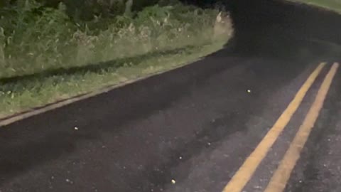 Baby Deer Has Trouble Crossing the Road