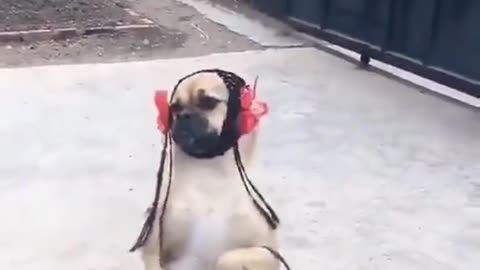 Funny Dog walking