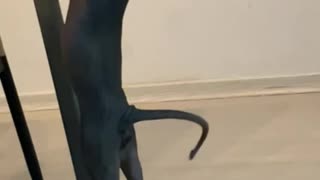 Cat Attempts a Pull-Up to See Food on Dinner Table