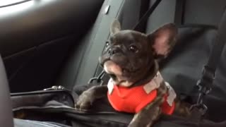 French Bulldog puppy throws cutest tantrum ever