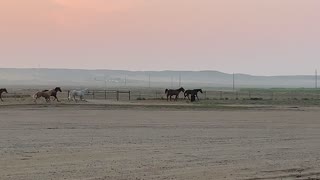 Horses at Dawn