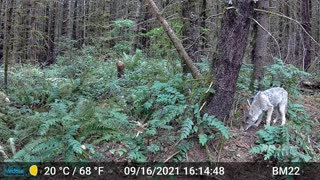 Coyote Burying and then Retrieving Item Caught on Trail Cam