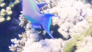 Parrotfish in the red sea