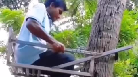 How to climb the coconut tree fastly