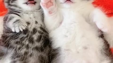 Cute baby kittens ever seen 🐈😍😍.