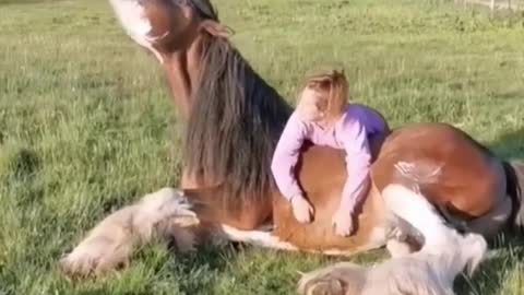 Horses love a good massage