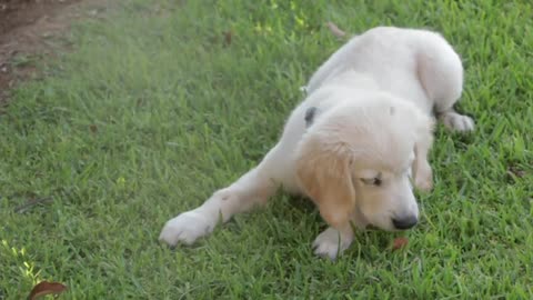 Baby dog lover//cute dogs