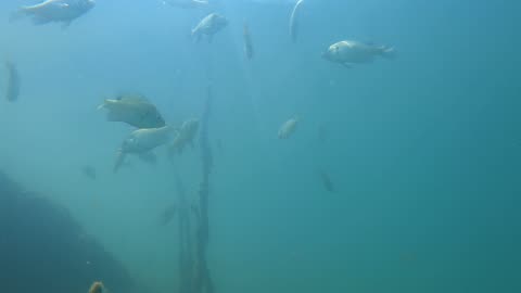 Blue gill feeding frenzy