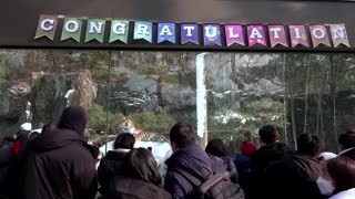 South Koreans ring in 2022 with quintuplet tiger cubs